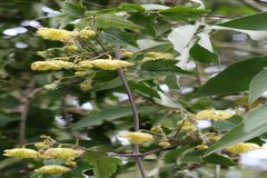 Clematis wightiana